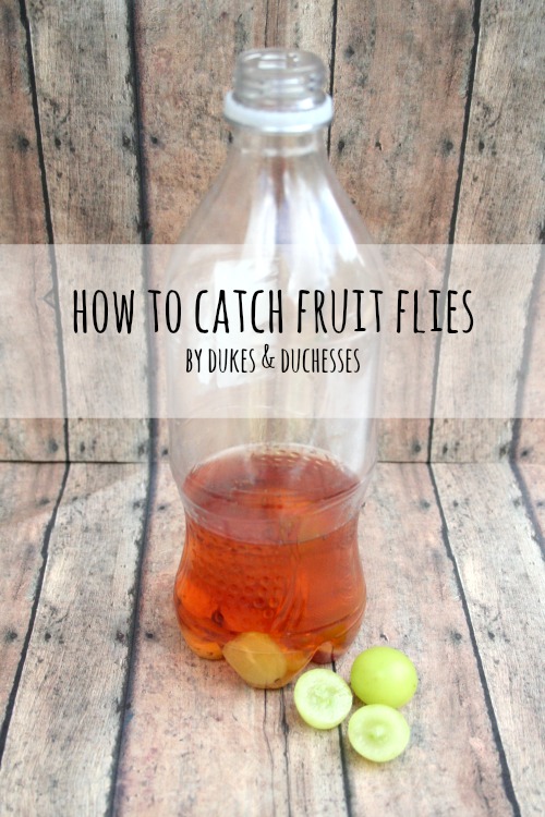 how-to-catch-fruit-flies-dukes-and-duchesses