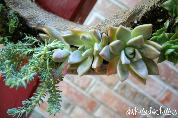 DIY living succulent wreath