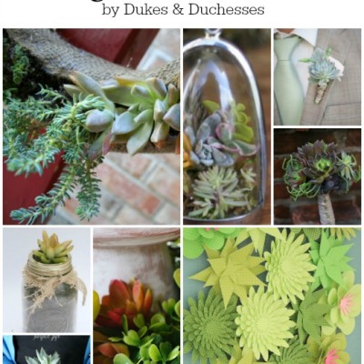 20 Ways to Use Succulents