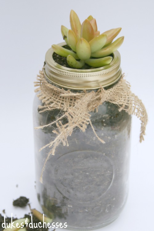 mason jar succulent