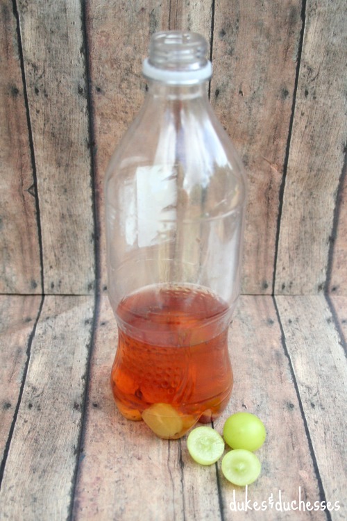 apple cider vinegar and grapes to catch fruit flies