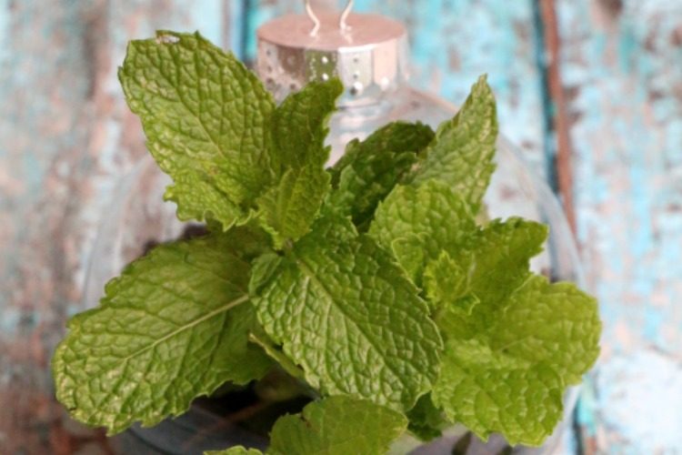 DIY Herb Terrarium