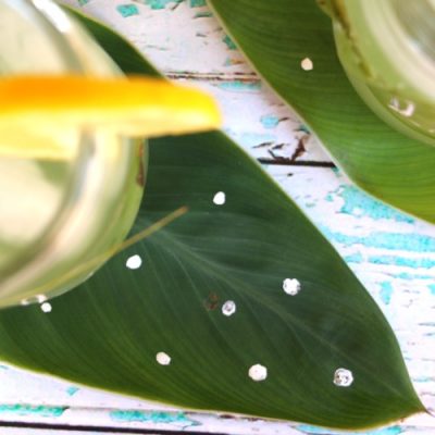 Leaf Glass Markers and Coasters