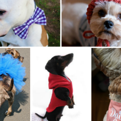 10 DIY Dog Clothes Patterns