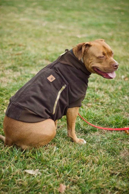 upcycled dog jacket