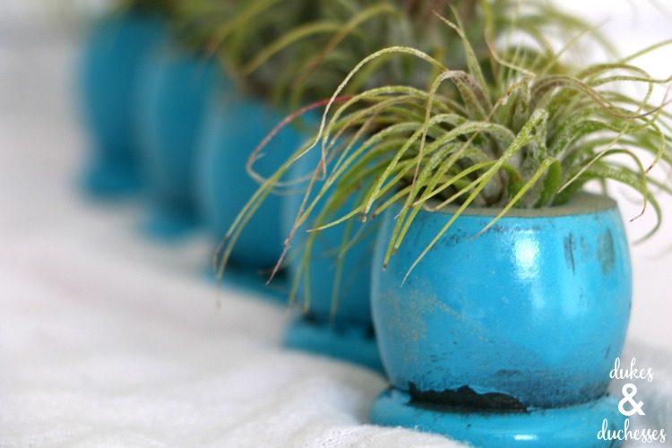 Repurposed Air Plant Holder