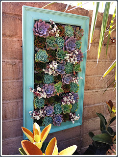 framed succulent garden