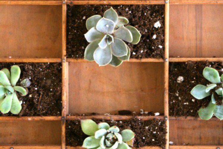 Letterpress Drawer Vertical Succulent Garden