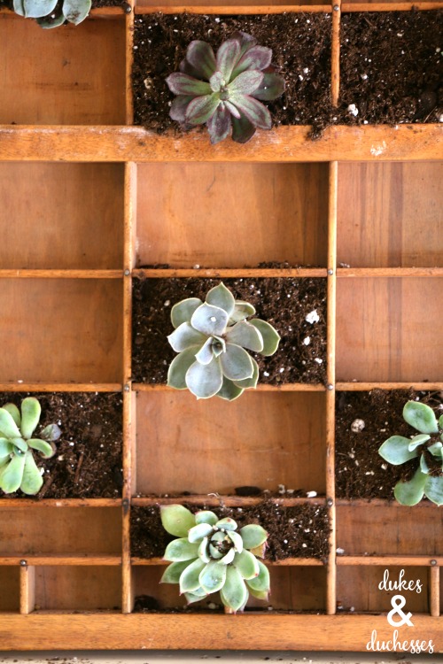 succulent vertical garden