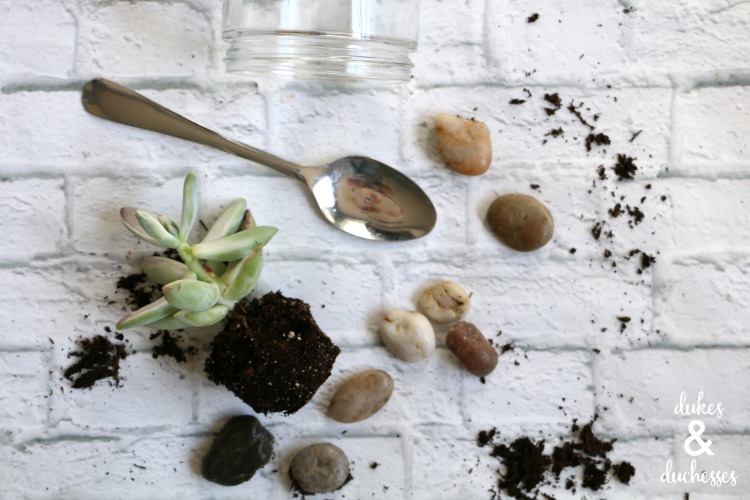 succulent gift idea contents