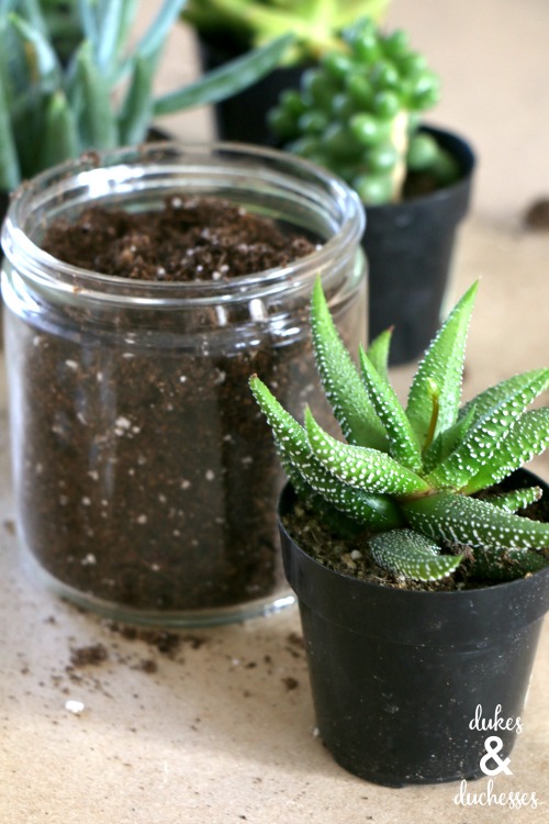 succulents in mason jars