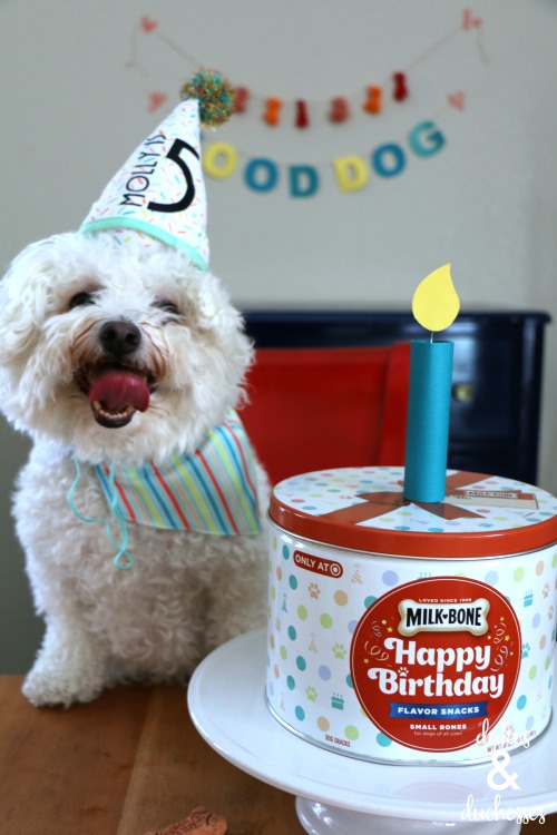 how to have a dog birthday party