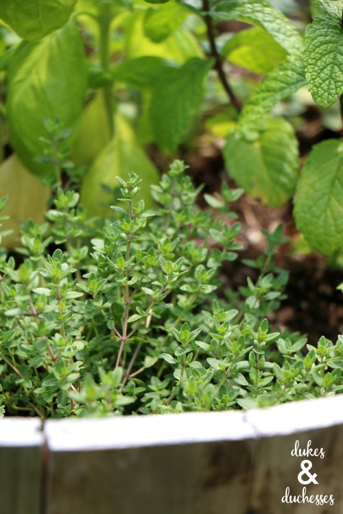 thyme and mint in cocktail garden