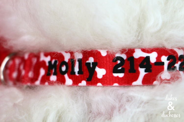 dog collar with name and number