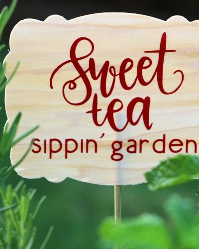 how to plant a sweet tea garden